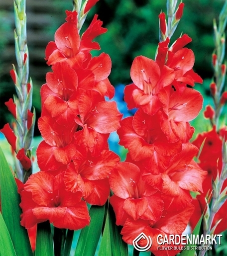 Gladiolus-Mieczyk Wielkokwiatowy Hunting Song 5 szt.