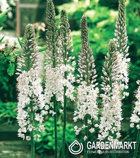 Eremurus - Pustynnik White Beauty Favourite 1 szt.