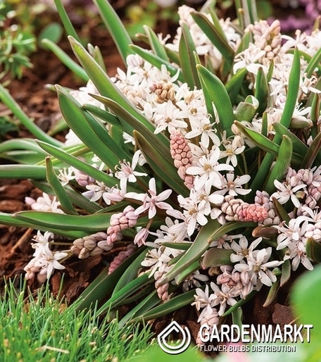 Scilla - Cebulica Dwulistna Rosea 5 szt.