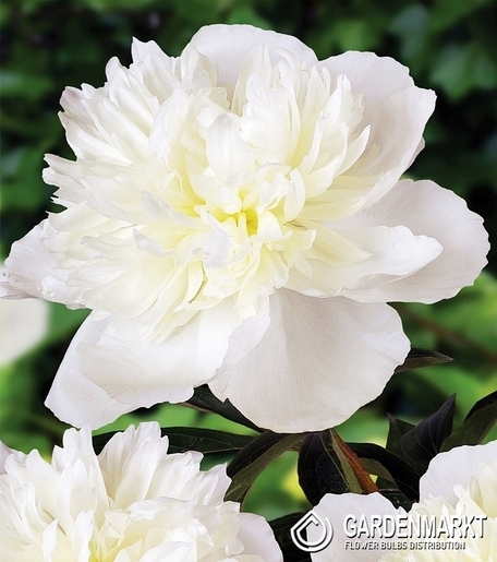 Piwonia Duchesse De Nemours 1 szt.