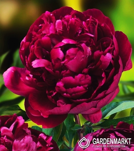 Piwonia Peter Brand 1 szt.