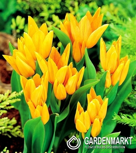 Tulipan Botaniczny Praestans Shogun 5 szt.