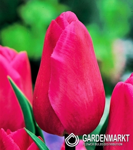 Tulipan Dla Kolekcjonera Barcelona 5 szt.