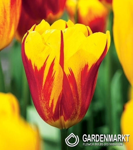 Tulipan Dla Kolekcjonera Washington 5 szt.
