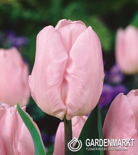 Tulipan Triumph Candy Prince 5 szt.