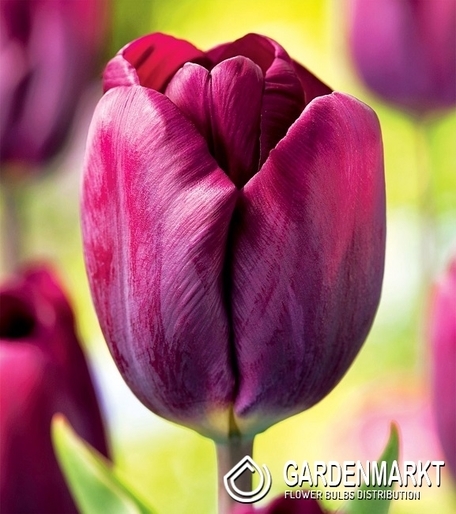 Tulipan Gigantyczny Purple Lady 5 szt.