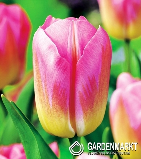 Tulipan Dwukolorowy Tom Pouce 5 szt.