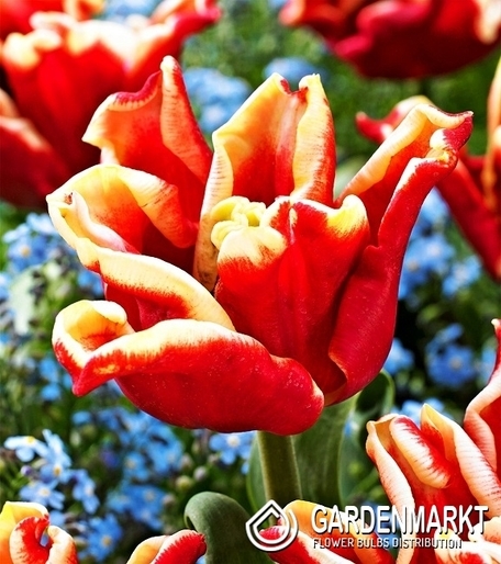 Tulipan Ekskluzywny Elegant Crown 5 szt.