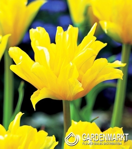 Tulipan Ekskluzywny Yellow Spider 5 szt.