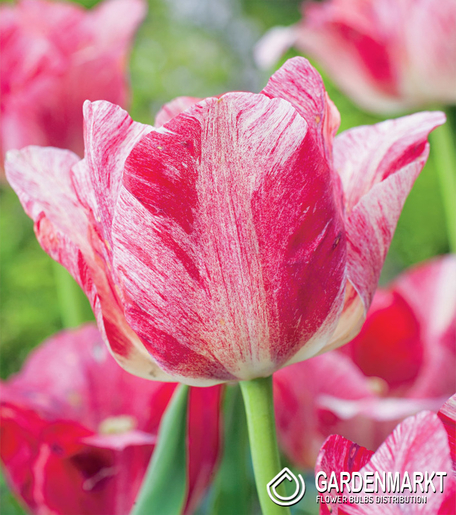 Tulipan Ekskluzywny Hemisphere 5 szt.