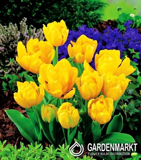 Tulipan Ekskluzywny Yellow Baby 5 szt.
