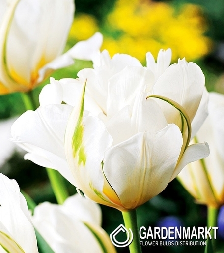 Tulipan Ekskluzywny Exotic Emperor 5 szt.
