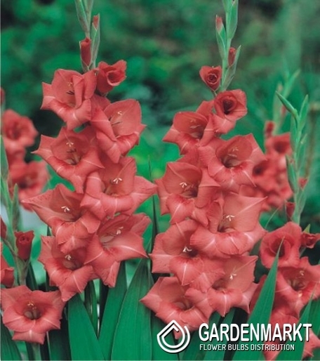 Gladiolus-Mieczyk Deciso 5 szt.