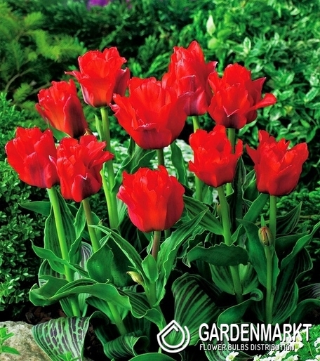 Tulipan Ekskluzywny Double Red Riding Hood 5 szt.
