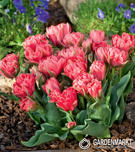 Tulipan Ekskluzywny Double Toronto 5 szt.