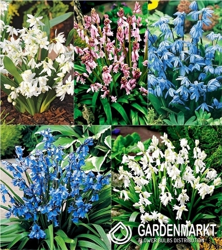 Zestaw Scilla - Cebulica