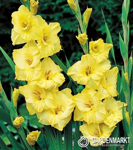 Gladiolus-Mieczyk Wielkokwiatowy Joyeuse Entree 5 szt.