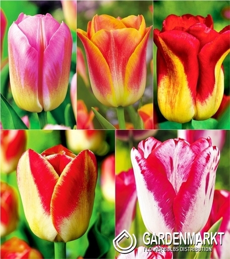 Zestaw Tulipan Dwukolorowy