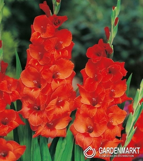 Gladiolus-Mieczyk Wielkokwiatowy Wig s Sensation 5 szt.