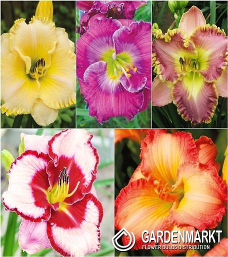 Zestaw Hemerocallis-Liliowiec 5 I wybór