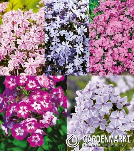 Zestaw Phlox-Płomyk Wiechowaty 3 I wybór
