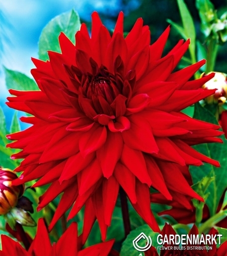 Dalia Kaktusowa Czerwona 1 szt.