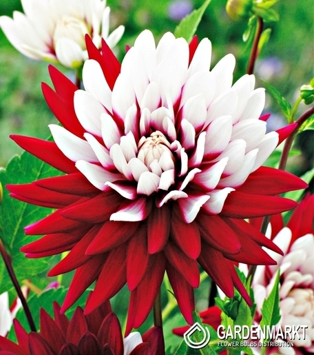 Dalia Kaktusowa Rebecca's World 1 szt.