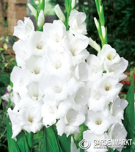 Gladiolus - Mieczyk Solist 5 szt.