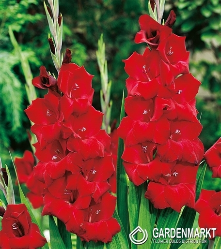 Gladiolus - Mieczyk Magma 5 szt.