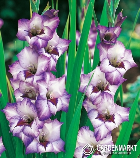 Gladiolus - Mieczyk Vista 5 szt.