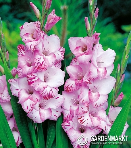 Gladiolus - Mieczyk My Love 5 szt.