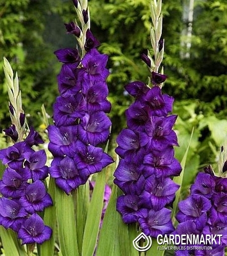 Gladiolus-Mieczyk Wielkokwiatowy Purple Flora 5 szt.