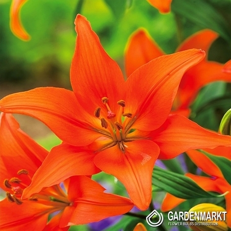 Lilia Azjatycka Orange Ton 1 szt.