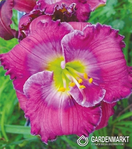 Hemerocallis - Liliowiec Lavender Blue Baby 1 szt.