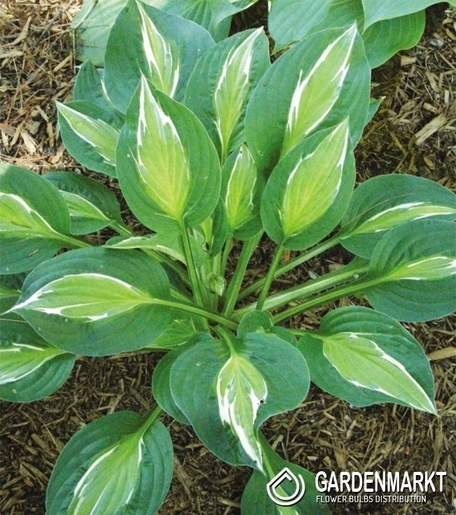 Hosta - Funkia Snake Eyes 1 szt.