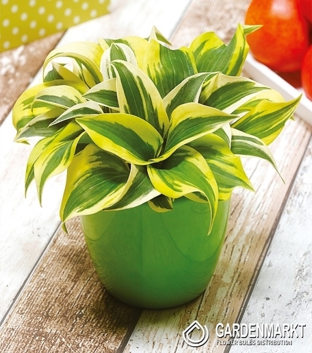 Hosta - Funkia Mini Frost 1 szt.