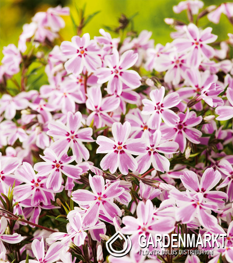Phlox - Płomyk Candy Stripes 1 szt.