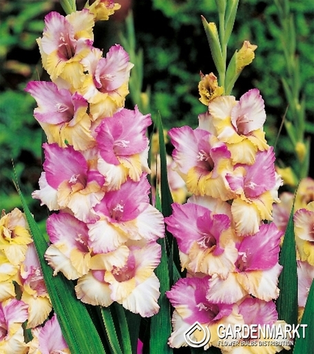 Gladiolus-Mieczyk Wielkokwiatowy Mon Amour 5 szt.