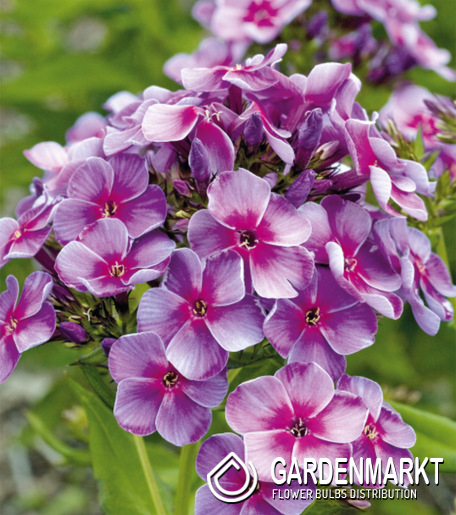 Phlox - Płomyk Swirly Burly 1 szt.