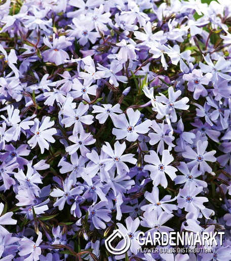 Phlox - Płomyk Emerald Blue 1 szt.