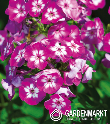 Phlox - Płomyk Sweet Summer Fantasy 1 szt.