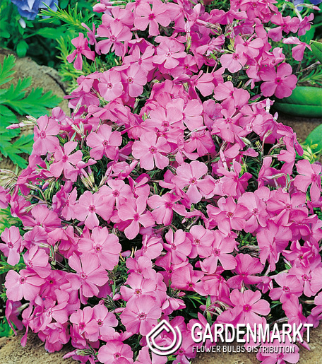 Phlox - Płomyk Daniels Cushion 1 szt.