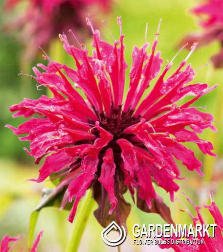 Monarda - Pysznogłówka Balmy Lilac 1 szt.