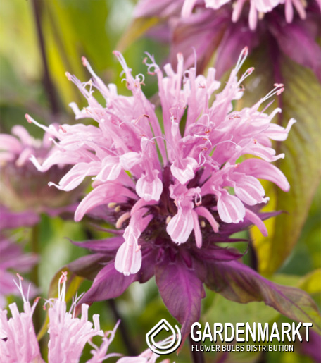 Monarda - Pysznogłówka Beauty Of Cobham 1 szt.