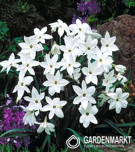 Ipheion Alberto Castello 10 szt.