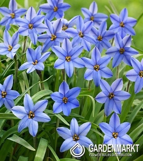 Ipheion Jessie 10 szt.