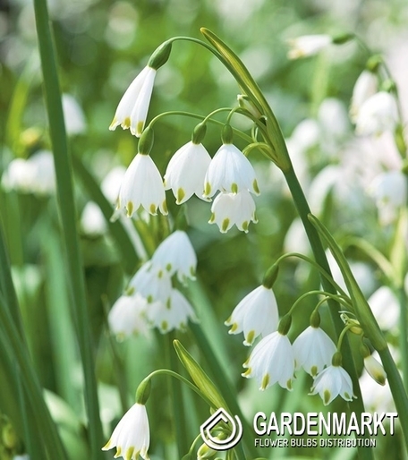 Leucojum Gravetye Giant - Śnieżyca 3 szt.