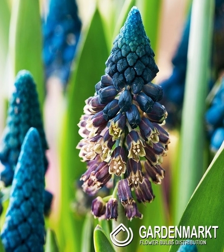 Bellevalia Pycnantha - Muscari Paradoxum 5 szt.