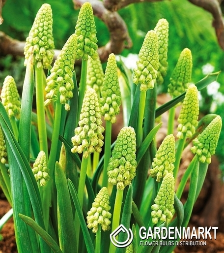 Bellevalia Pycnantha Green Pearl - Muscari 5 szt.