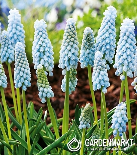 Muscari Neglectum Baby's Breath 10 szt.